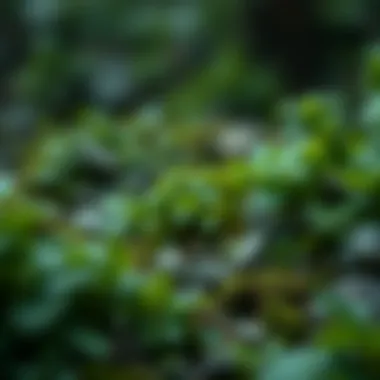 Infographic showcasing the impact of carbon tokens on climate change