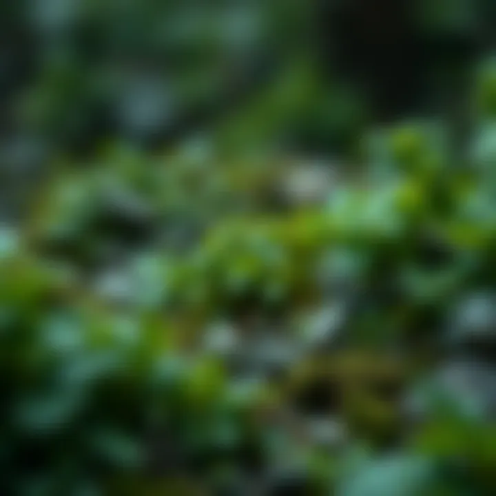 Infographic showcasing the impact of carbon tokens on climate change